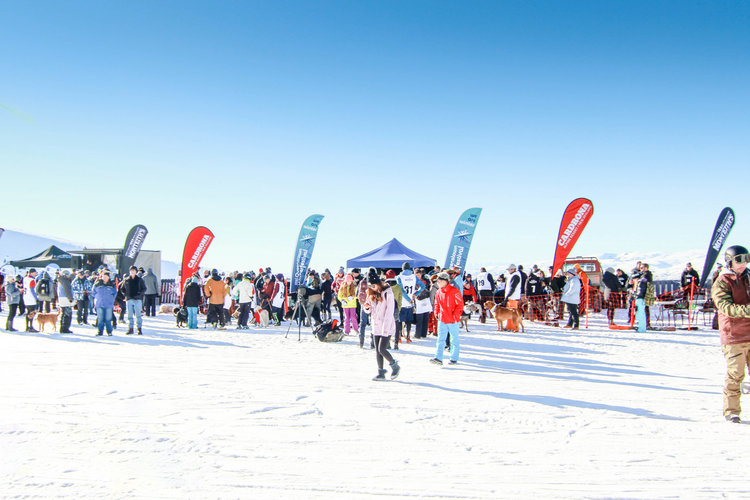 Everything You Need to Know About the Winter Festival in Queenstown